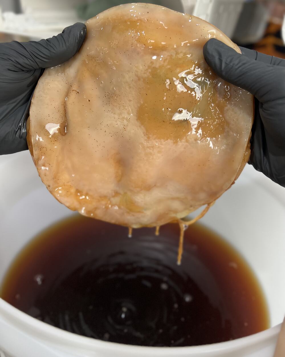 A living kombucha culture lifted by gloved hands from a vessel of brewed tea.